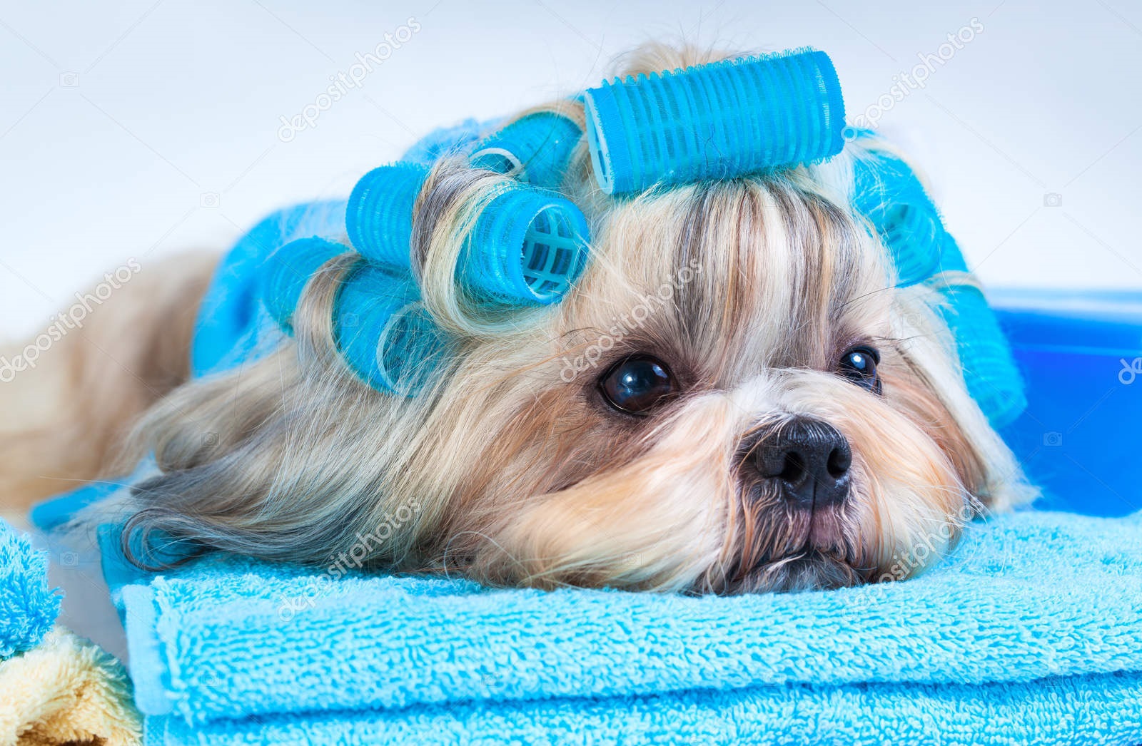 Shih tzu dog after washing. With curlers and towels. On white background.